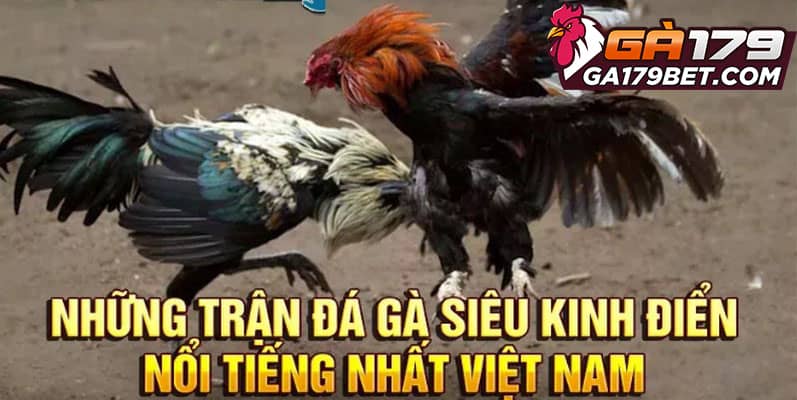 Những Trận Đá Gà Cựa Sắt Kinh Điển, Đáng Chú Ý Nhất 1 nhung-tran-da-ga-cua-sat-kinh-dien-nhan-su-quan-tam