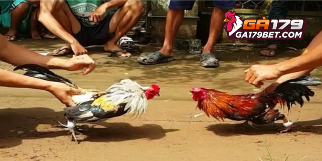 Đá gà trên gò hấp dẫn đến từng phút giây tại GA179BET 1 Các bước phân tích để lựa chọn kê chiến