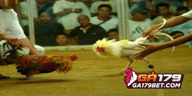 Đá gà trên gò hấp dẫn đến từng phút giây tại GA179BET 2 Những tiêu chí để đánh giá sức mạnh của các gà chiến